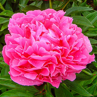 Dr. Alexander Fleming Peony